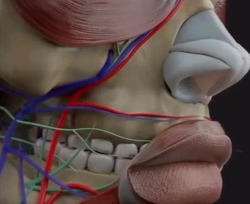 Especialização em Motricidade Orofacial - Edição 2025/2026